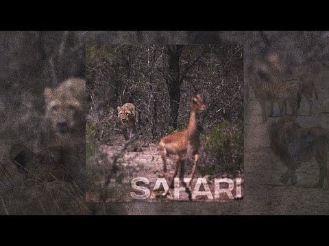 BedVajb x RI - Safari (VISUAL)