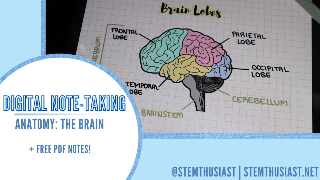 Digital Note-Taking on iPad | GoodNotes | Anatomy: the Brain (+ *free* PDF notes!)