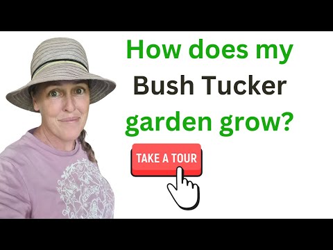 Bush Tucker Garden Tour #subtropical #bushtucker #gardeningaustralia