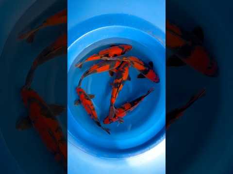 Video Vorschau Nisai Hi Utsuri in Japan