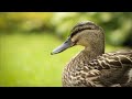 Duck Sound Effects THE BEST COMPILATION OF CARTOON DUCK SOUNDS AND DUCKS IN NATURE FREE TO USE