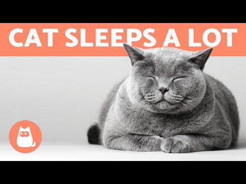Why Does My CAT SLEEP All the Time? Is It NORMAL?