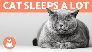 Why Does My CAT SLEEP All the Time? 🐱💤 Is It NORMAL?