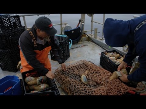 How Storm-water Is Threatening the Puget Sound’s Fragile Ecosystem