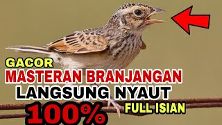 Download lagu SUARA BRANJANGAN JAWA - SUARA TERAPI SUARA BRANJANGAN MALES BUNYI FULL 1 JAM mp3