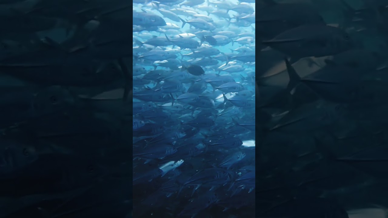 YouTube Short thumbnail