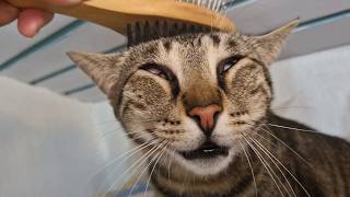 Do u wanna kiss my face human?
