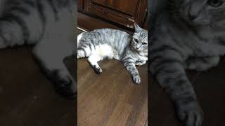 ゴリラが猫と戯れる動画