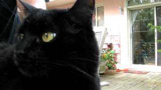 Wild Grumbling CAT Poodgie-getting his Fur brushed