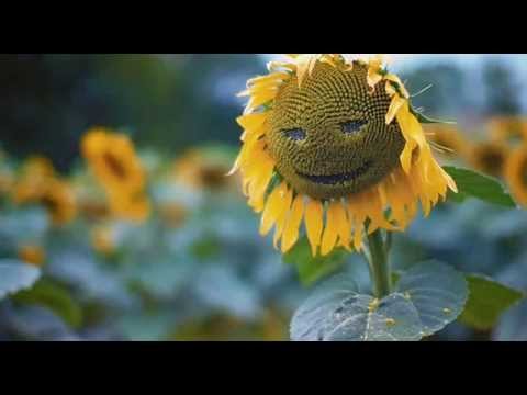 The Boogie Is Back - Juan Laya & Jorge Montiel Feat. Mikie Blak