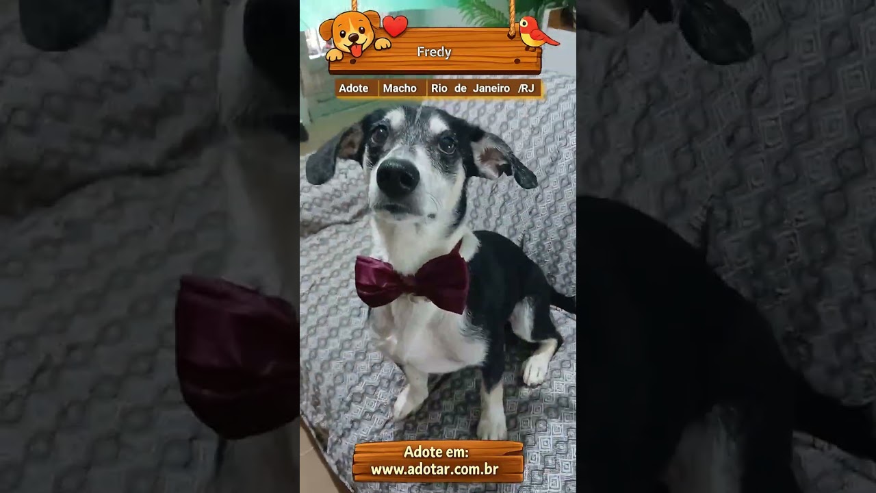 Cachorro raça SRD-ViraLata idade 2 anos nome Fredy