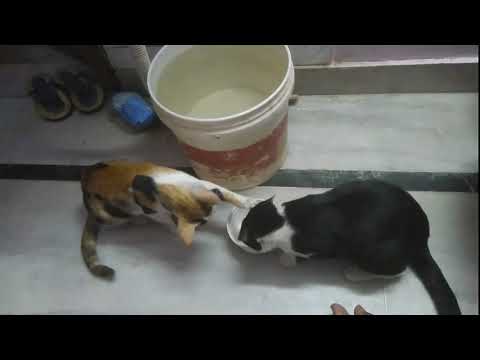 Ajith vs Vijay cat fight for food. #Ajith #Vijay #Catfight