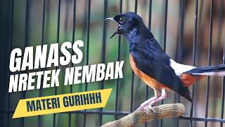 Download lagu MURAI BATU GACOR FULL ISIAN TEMBAKAN MEWAH KRETEKAN GANAS AMPUH MEMANCING EMOSI MURAI BATU mp3 Download lagu MURAI BATU GACOR FULL ISIAN TEMBAKAN MEWAH KRETEKAN GANAS AMPUH MEMANCING EMOSI MURAI BATU mp3