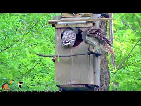 First Owlet Fledges At the WBU Barred Owls Nest! Cornell Lab | Wild Birds Unlimited Barred Owl Cam