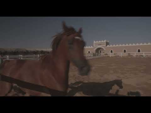 Arabian horse running in Alhazm stud, Najran Province, Khubash, Saudi Arabia