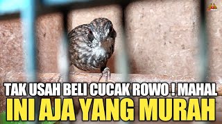 Download lagu WHY BUY CUCAK ROWO BIRD! EXPENSIVE! BETTER BUY THIS BIRD WHICH IS CHEAP! mp3