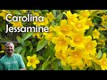 Carolina Jessamine - Gelsemium sempervirens