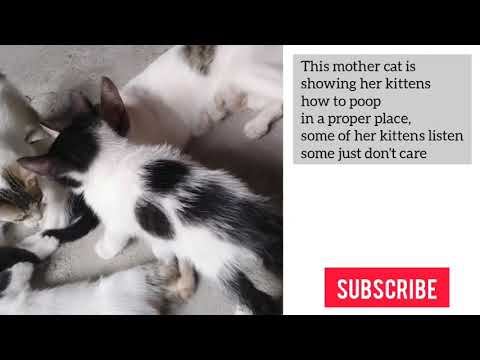 DO NOT WATCH WHILE EATING! Mother cat trains her kittens where to poop