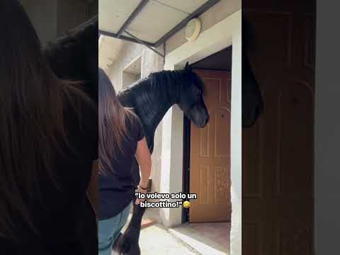 utomobile #Nicu #pasiune #farm #viral #fyp #top #armasar #de #monta Pijaca Ciljuge/ Zivinice