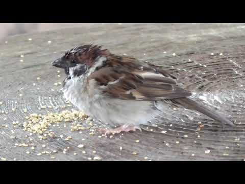 餌を貰いに来るすずめ達 20210429pm 9（今日も雨）