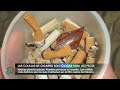 Las colillas cigarro son tóxicas para los peces