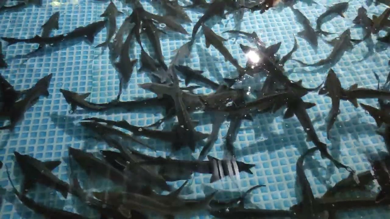 Стерлядь рыбопосадочная (аквакультура)