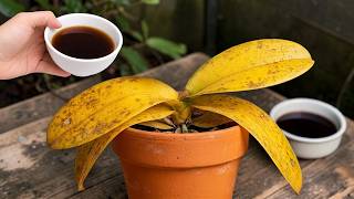 Just sprinkle on top! The orchid immediately revived and bloomed all year round