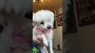 Video preview image #1 Maltese Puppy For Sale in Benton, LA, USA
