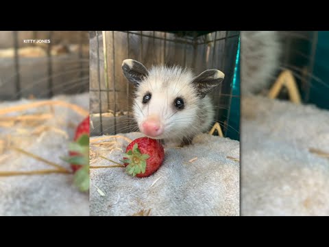 Wildlife rescue that got hundreds of opossums fostered now needs saving of its own - YouTube