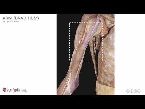 Anatomy of the Upper Limb: Arm - Anterior View