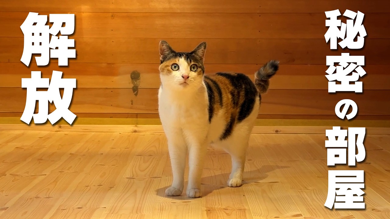 猫たちに秘密にしていた隠し部屋を解放してみた！＋可愛い森の住民を紹介