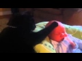 Mačak uspavljuje Bebu 