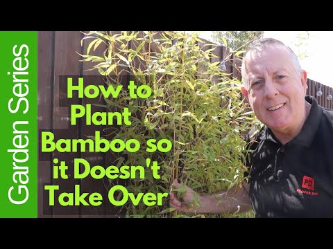How to Plant Bamboo so it Doesn't Take Over Your Garden!