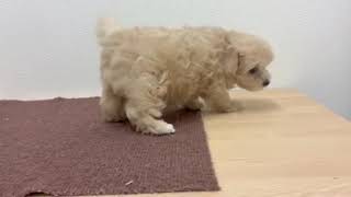 ハーフ犬の動画01