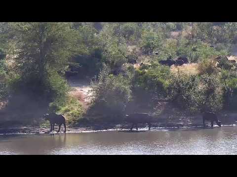 Djuma: African Buffalo herd along with Hippo-Pt:2 - 08:22 - 05/18/20