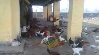 Ángel Pérez suelta de gallinas en Valencia