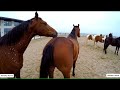 Horse Mating Behind The Scene At The Stable 04