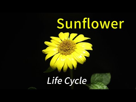 [Full] Sunflower Life Cycle Time Lapse | Grow Up House Plant | No Sound | Home Gardening