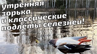 Весенняя охота с подсадной уткой 2021. Только результаты!