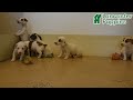 Jack Russell Terrier dogs for sale: Anita - Video 1