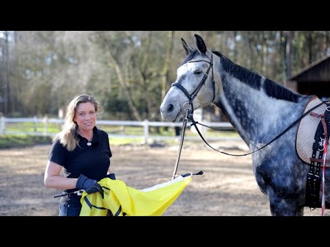 Falco wird auf's Reittraining vorbereitet - Problempferd soll bis zum Sommer wieder reitbar sein