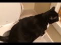 TuxedoTrio Cat Prefers The Toilet Over The Box