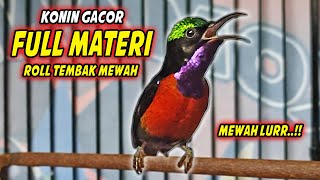 Download lagu KOLIBRI NINJA GACOR FULL MATERI ISIAN KASAR MEWAH !! PANCINGAN KONIN BAHAN AGAR CEPAT EMOSI mp3 Download lagu KOLIBRI NINJA GACOR FULL MATERI ISIAN KASAR MEWAH !! PANCINGAN KONIN BAHAN AGAR CEPAT EMOSI mp3