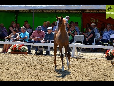 Sieger des Nospa Fohlenchampionat NF 2014 (Holsteiner Hengstfohlen)