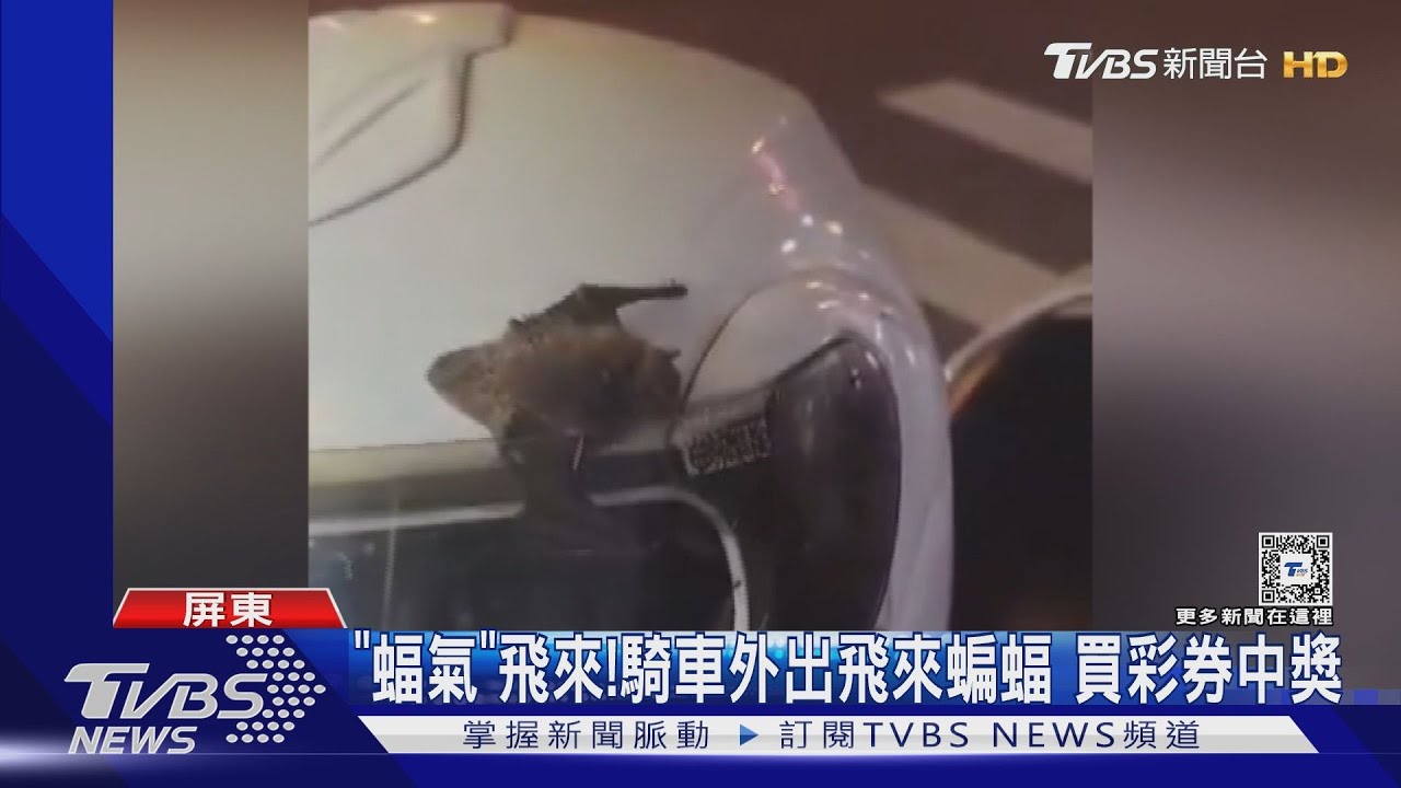 「蝠氣」飛來!男騎車外出蝙蝠擊中安全帽 買彩券中獎