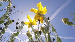 Chi Coltrane - Let it Ride