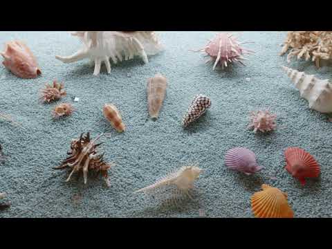 RIM Alto Tevere Video