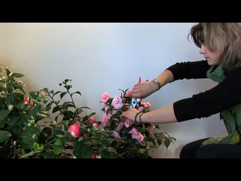 Kamelien-Pflege - überwintern, schneiden und pflegen