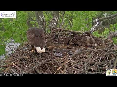 The Trio Eagles - An intruder returns - 04-26-17