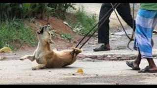 Animal slaughter 2016 : PETS DOGS CLUBBED TO DEATH FOR CHINESE RESTAURANTS